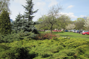Ein Park mit verschiedenen Bäumen, Pflanzen, Gras und Blumen, mit Autos auf dem Parkplatz und Gebäuden im Hintergrund unter einem bewölkten Himmel.