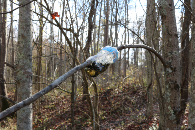 Eine Plastikflasche hängt an einem Ast in einem bewaldeten Gebiet mit vielen Bäumen und einem klaren blauen Himmel.