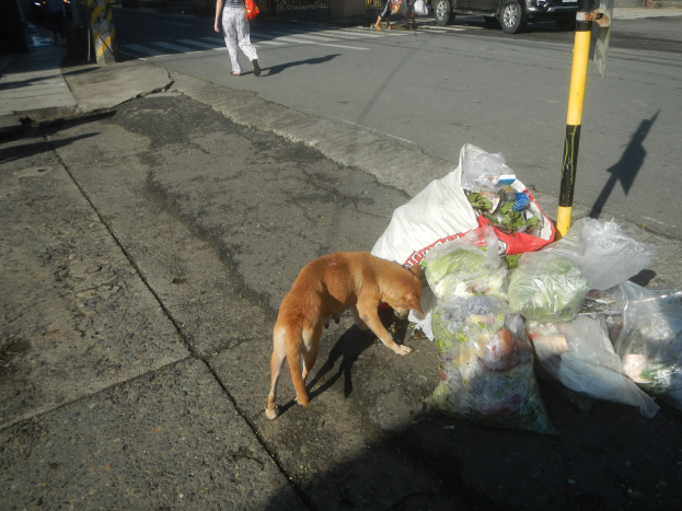 Ein Hund steht neben einem Haufen Müllsäcke auf einer Straße, mit Menschen, Fahrzeugen, Gebäuden, Bäumen und einem klaren blauen Himmel im Hintergrund.