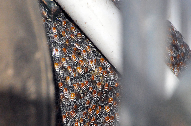 Eine Gruppe von Honigbienen auf einer Oberfläche, einige mit ausgebreiteten Flügeln.