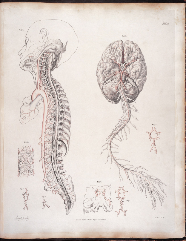 Ein offenes altes Buch mit einer detaillierten, lebensechten anatomischen Zeichnung eines menschlichen Gehirns und einer Wirbelsäule mit ausstrahlenden Nerven und Arterien, vor klassischer Typografie.