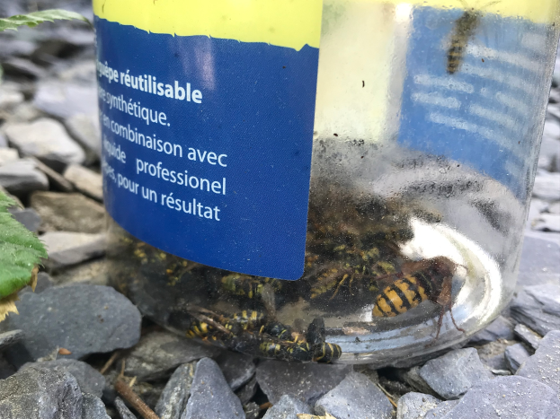 Ein als Imkerlösung etikettiertes Glas, gefüllt mit Honigbienen, steht auf einem Felsenhaufen umgeben von Blättern.