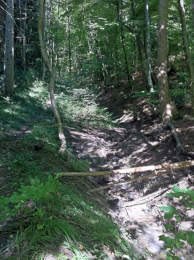 Wandern durch den Stadtwald entlang der Grenze - geführte Wanderung am Sonntag