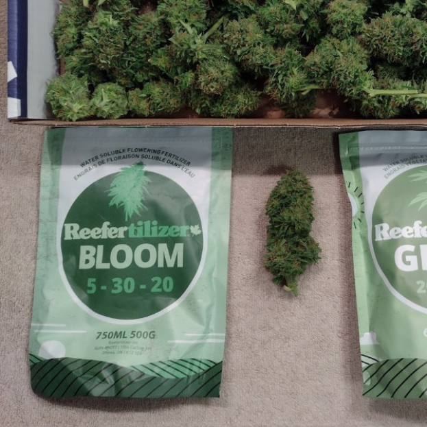 Zwei Packungen Reefertilizer Bloom 5-30-20 Hanfsamen auf einem Tisch neben einer Box mit Cannabisblüten.