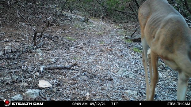 Ein Reh, das auf einem Schotterweg durch einen bewaldeten Bereich geht, umgeben von Steinen, Zweigen und Bäumen, mit Text unten, der "Stealth Cam - Hirschjagd in Texas" liest.