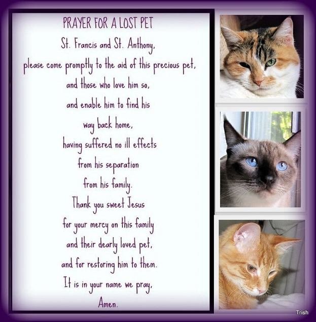 Ein Plakat mit Text und Bildern von Katzen.