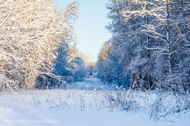 Eine Landschaft mit Schnee, Pflanzen, Blumen, Bäumen und Himmel.