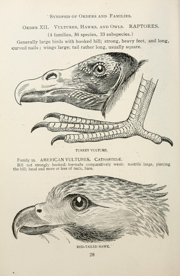 Ein Buchumschlag mit einem Adler mit ausgebreiteten Flügeln und offenem Schnabel und einem Raubvogel mit ausgestreckten Klauen, mit der Aufschrift 'Adler' darauf.